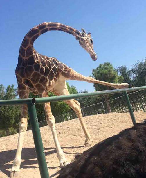 Muere la jirafa Modesto de un paro cardíaco 