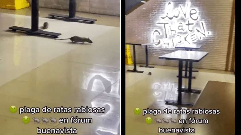Vídeo: captan plaga de ratas en restaurante de cdmx | El Bordo