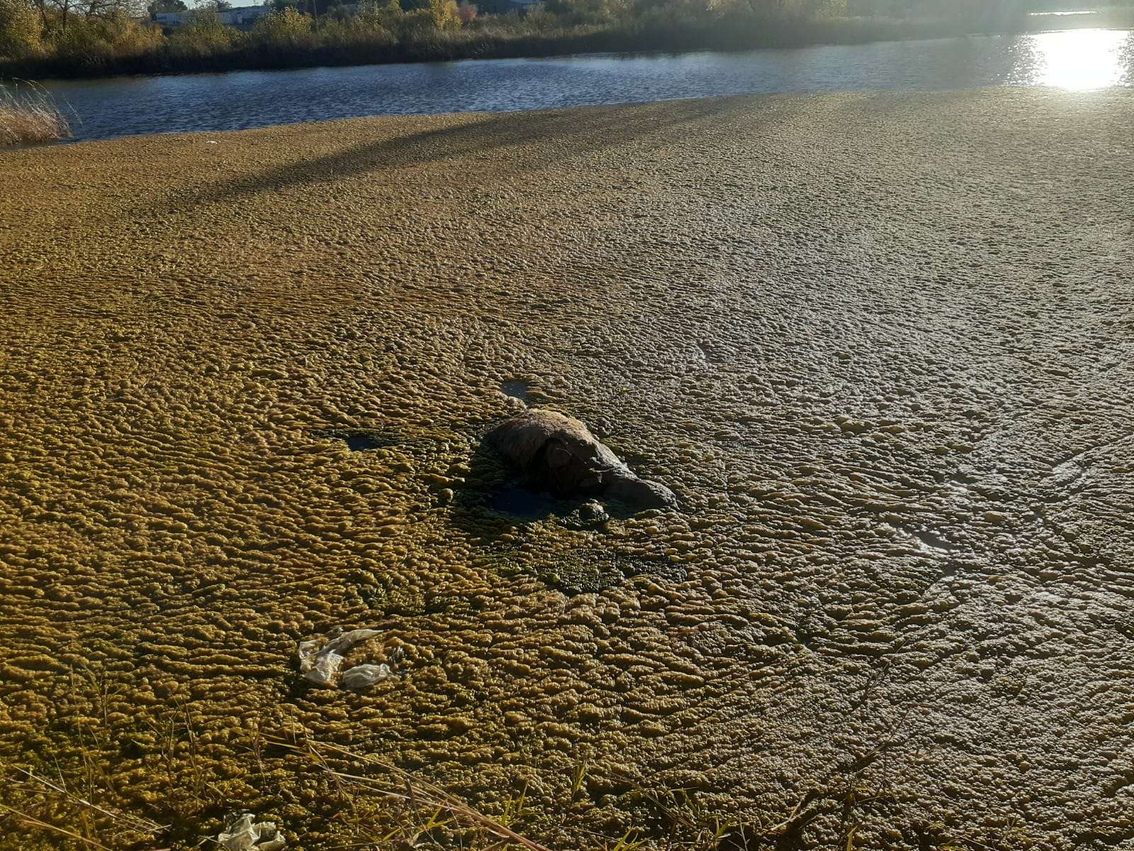 Genera movilización un borrego muerto en estanque