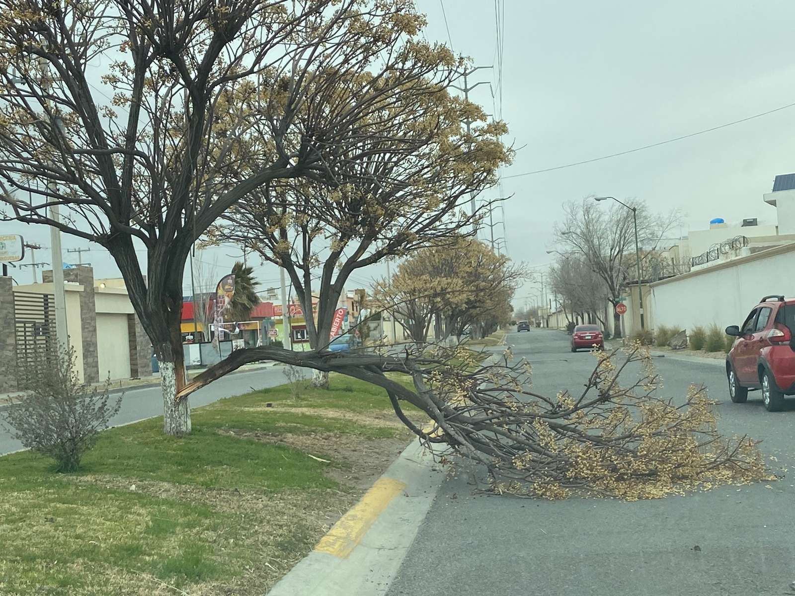 Vientos desgajan árbol de lilas