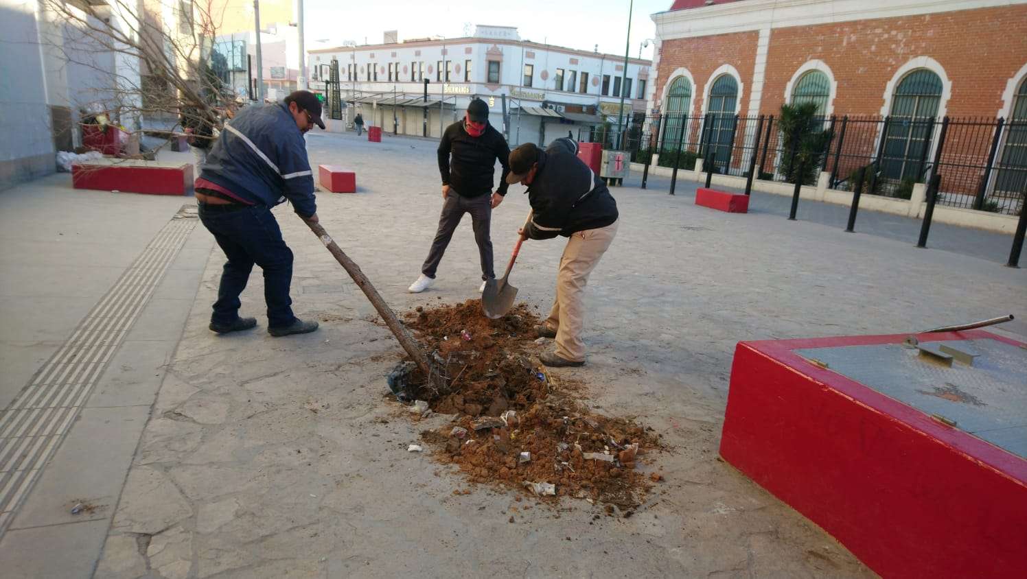 Plantan pinos afganos y huizaches enseguida del Museo de la Revolución Mexicana