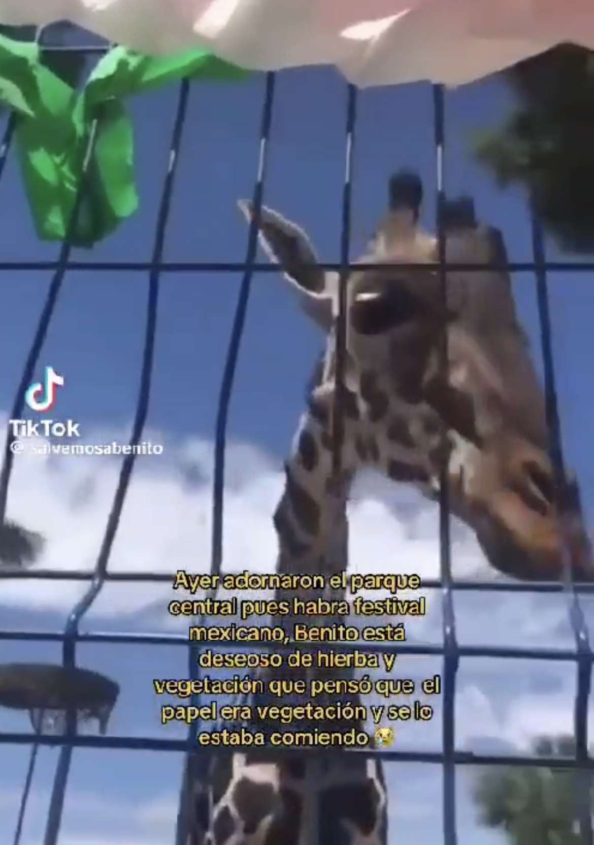 ‘Benito no comió adornos patrios’: director del Parque Central