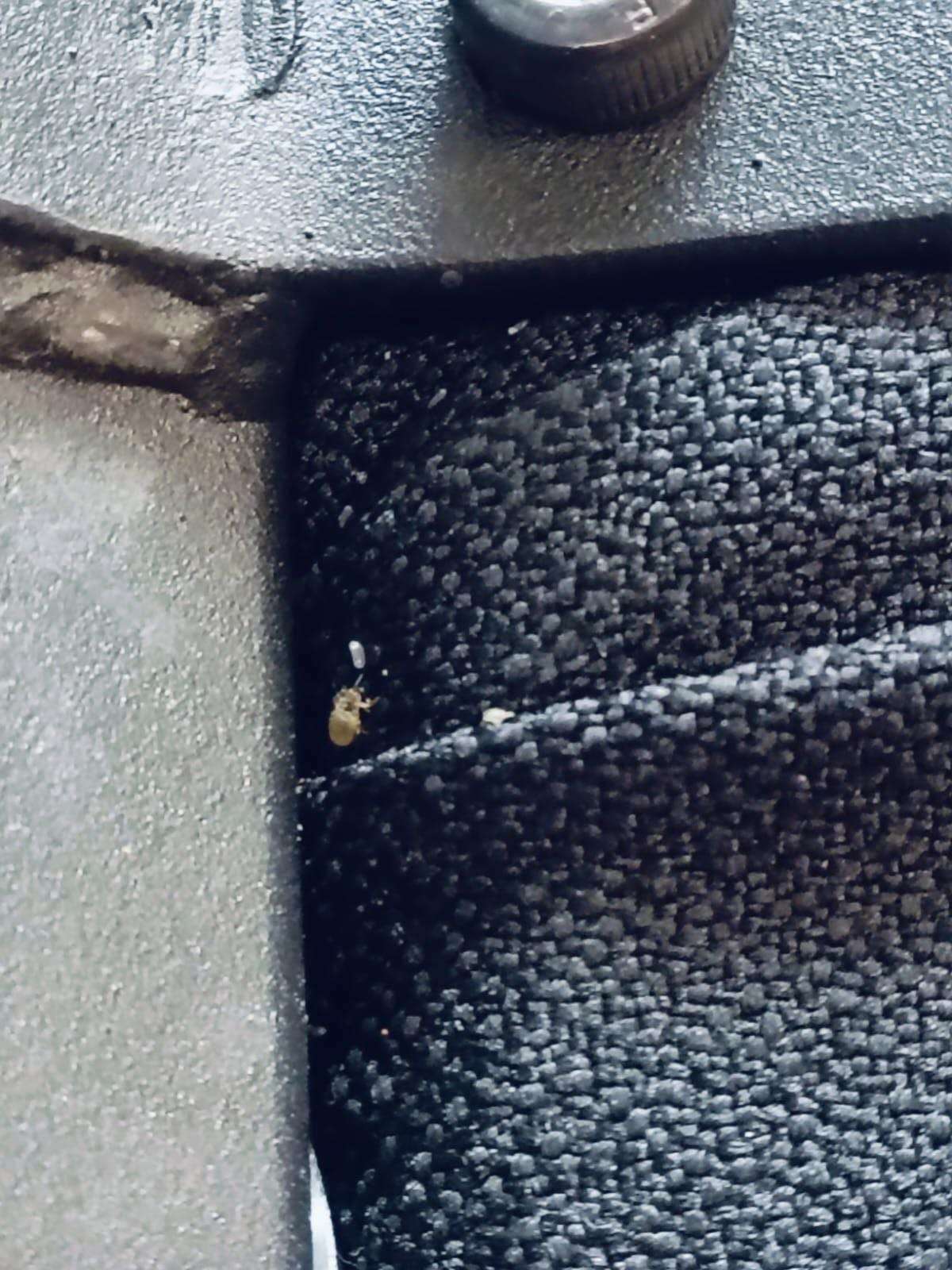 Denuncian plaga de chinches en oficinas de Infonavit | El Bordo