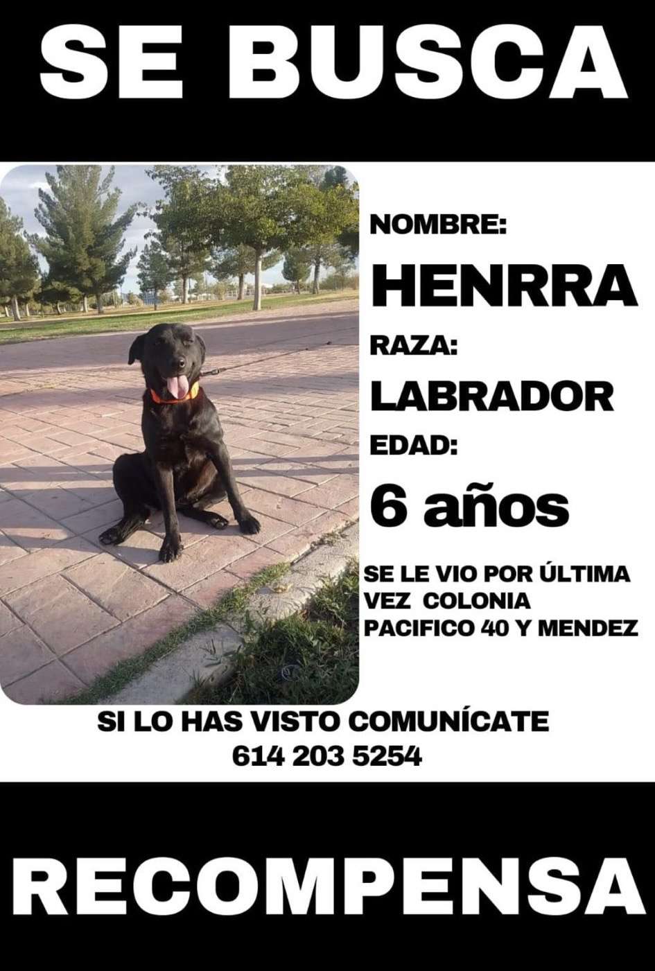 Se busca perro labrador de seis años