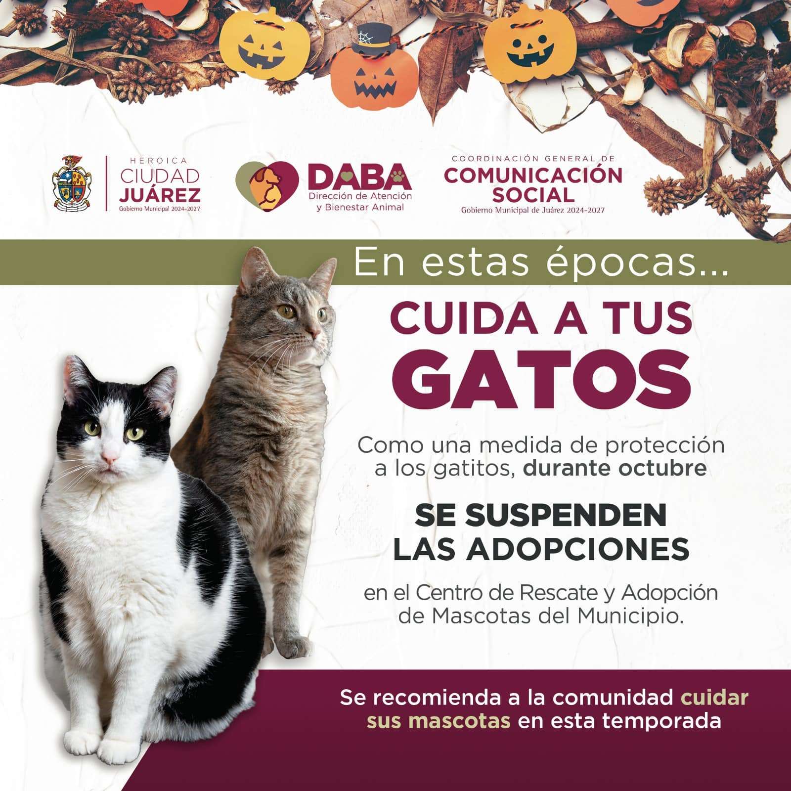 Reanuda Ramm la adopción de mascotas a partir del 1 de noviembre