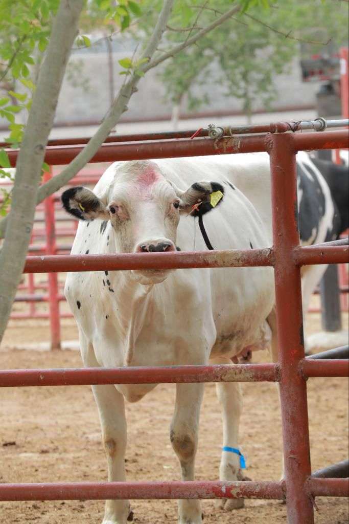 Sacrifica Rastro más de 2 mil animales en abril
