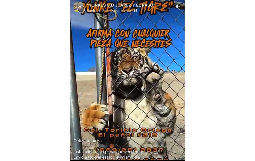 TIGRE DOMESTICADO