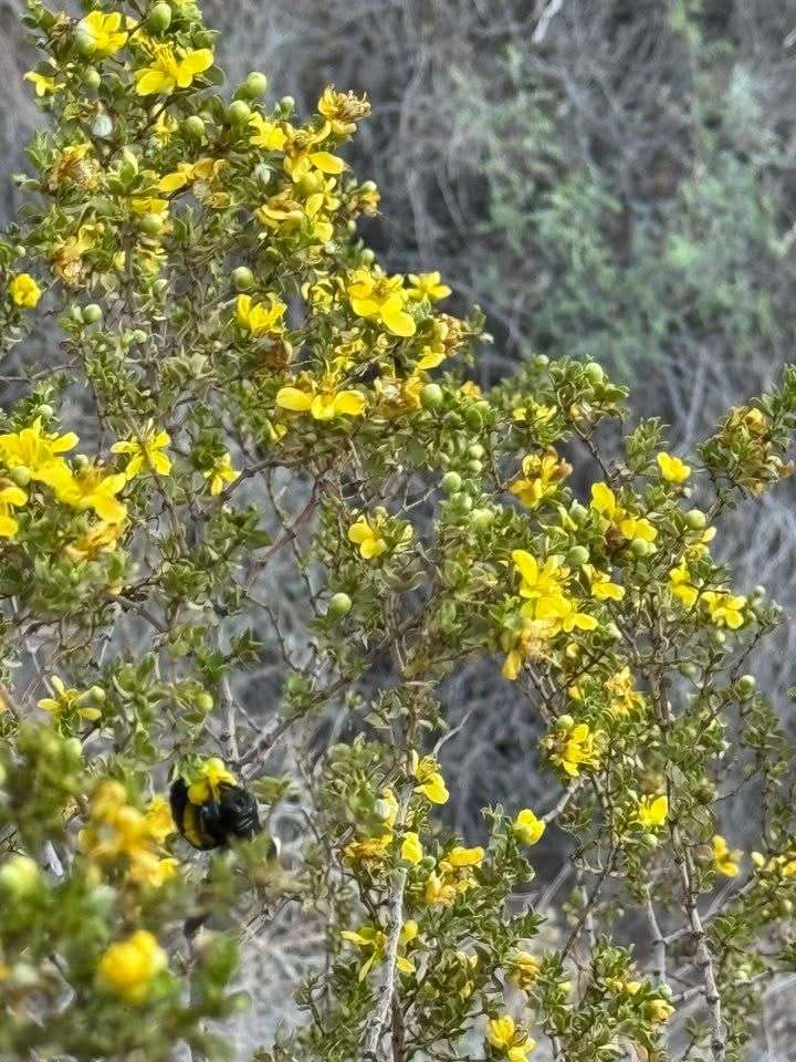 Reverdece la Sierra de Juárez tras las lluvias | El Bordo