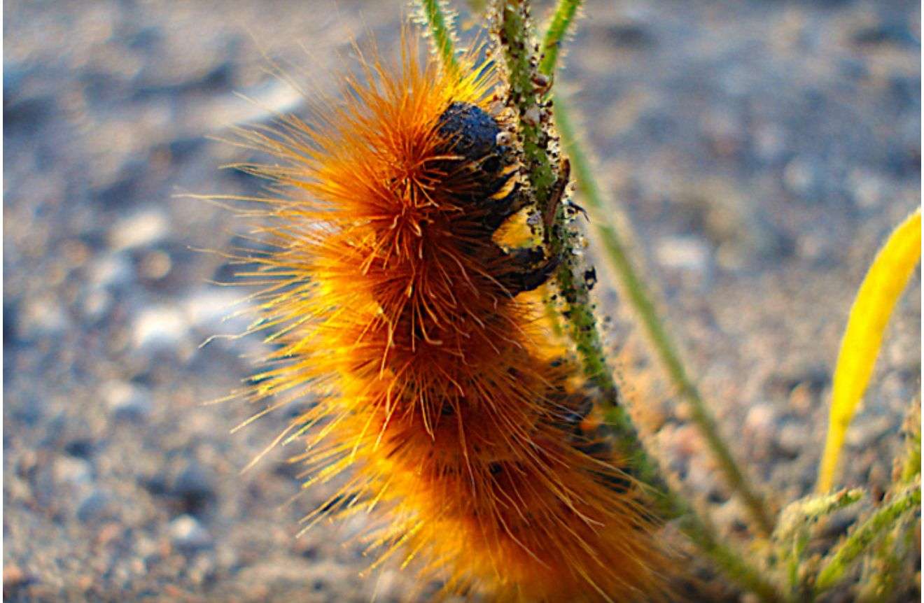 El terrible gusano quemador que se transforma en mariposa