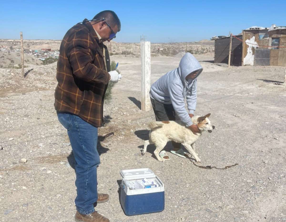 Ricketssia: una alerta sanitaria que crece